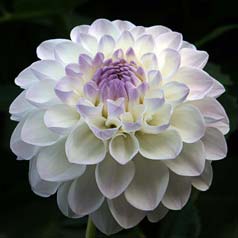 Dahlia Ball 'Eveline'